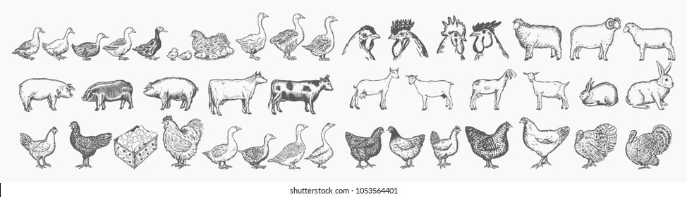 Farm animals set. Vector collection