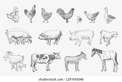 Farm Animals set. Vector sketches hand drawn illustration background. Flyer, booklet advertising and design. Line art style.