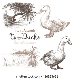 Farm animals set of vector sketches of duks and countryside on white background. Vintage sketch of Ducks