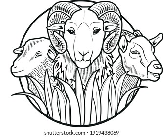 
farm animals (sheep, aries, goat) on pasture. vector-illustration. black-white.