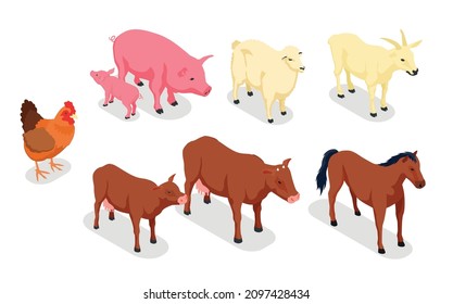 Farm animals veterinary isometric colored icon set with animals and their children cow and calf horse and foal pig and piglet chief and lamb vector illustration