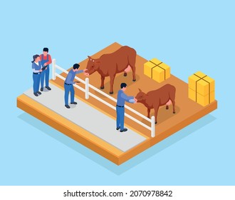 Farm animals veterinary isometric composition with four employees in barn caring for two cows vector illustration