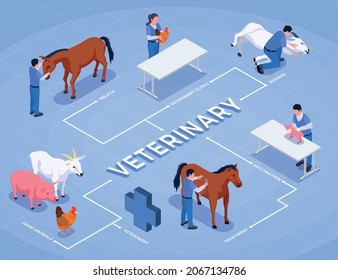 Farm animals veterinary isometric flowchart with health veterinary clinic disease farm animals and vaccination descriptions vector illustration