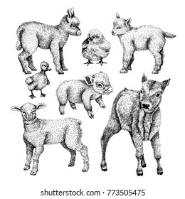 Farm Baby Animals Set. Hand Draw Line Art Style Illustration. Sketch Of Cute Calf, Duck, Lamb, Goat, Chicken, Pig, Donkey. BLack And White Vector Image.