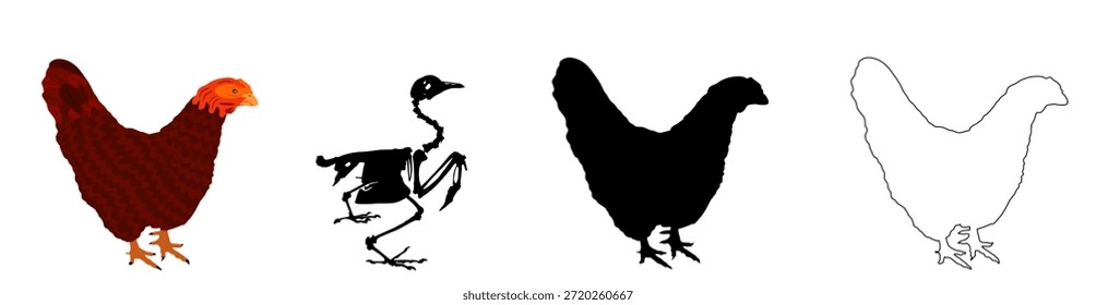 Farm bird chicken skeleton vector silhouette illustration isolated. Animal anatomy. Fossil for since. Fauna biology. Bones structure system. Education archaeology. Line contour hen body parts graphic.