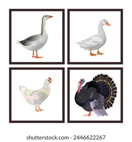 Farm bird icon set. Poultry fowl goose, duck, chicken, turkey in square frames. Vector illustration isolated on a white background