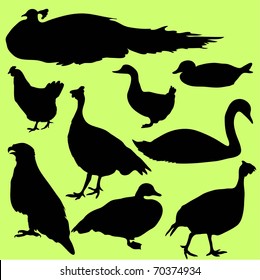 Farm Birds