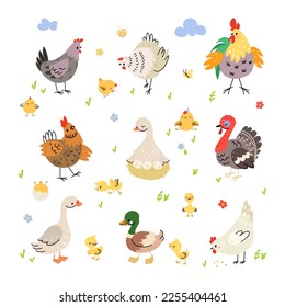 Juego de dibujos animados de aves de granja. Pato en nido, pavo y gallina con pollos amarillos. Ave, gallo y aves de corral. Clásico vectorial aislado de hoy