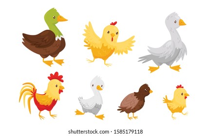 Farm Birds Collection, Poultry Chicks Breeding Duck, Rooster, Goose, Chicken Vector Illustration