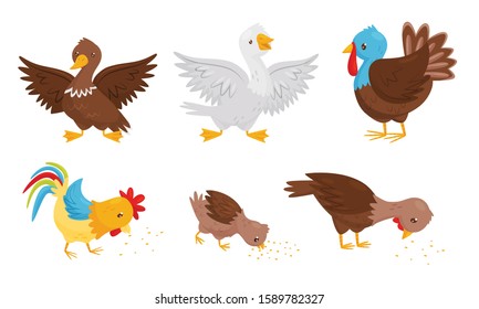 Farm Birds Collection, Poultry Chicks Breeding Duck, Rooster, Goose, Turkey Vector Illustration