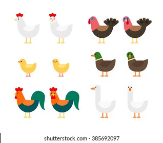 Farm birds - ducks, geese, hens, roosters, chickens, turkeys