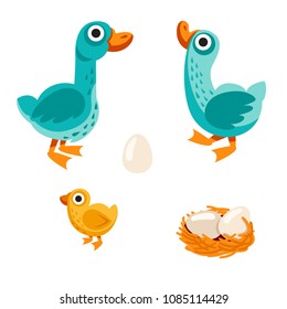 farm birds family cartoon flat illustration. goose, duck and egg. Vector illustration isolated on white background