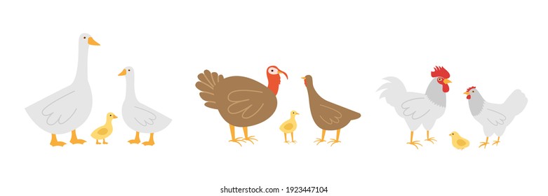 farm birds. geese, chicken and turkeys