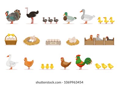 Farm Birds Grown For Meat and For Laying Eggs, Organic Farming Set Of Vector Illustrations With Animals