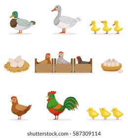 Farm Birds Grown For Meat and For Laying Eggs, Organic Farming Series Of Vector Illustrations With Animals