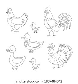 Farm birds line art set isolated on white background. Cute linear domestic bird character - turkey, duck, goose, gosling, hen, chicken, rooster. Vector flat design poultry collection illustration.