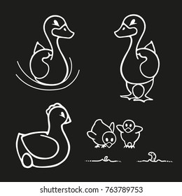 Farm birds, poultry