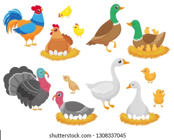 Farm birds. Poultry chicken, goose duck bird and turkey family nest. Birds nests with eggs, pets or zoo animals. Easter character isolated cartoon vector icons set