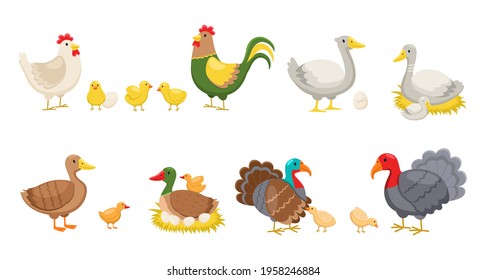 Farm birds. Rural poultry yard inhabitants, funny chicks and hen and rooster, breed ducks, geese and turkeys, nests and eggs. Vector cartoon cute colourful domestic animals isolated set