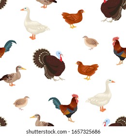 Farm birds seamless pattern. Vector illustration of a turkey, goose, duck, quail, rooster and chicken  isolated on white background. Cartoon simple flat style. Poultry yard. 