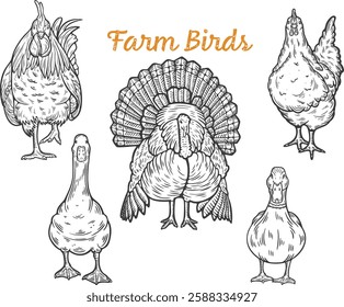 Farm birds set engraving front view hen rooster chicken turkey goose duck domesticated fresh organic meat eggs feathers hand drawn illustration black white isolated vintage line art sketch silhouette