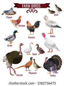 Farm birds set. Poultry domestic animals collection. Pigeon, quail, hen, rooster, goose, duck, pheasant, ostrich, turkey. Vector illustration isolated on white background in realistic style design