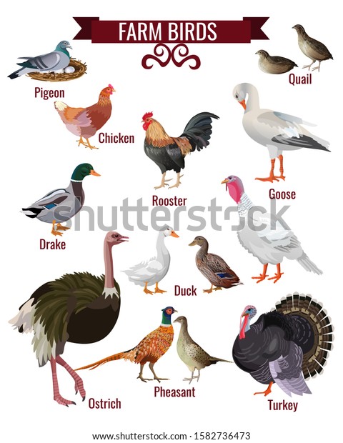 Farm Birds Set Poultry Domestic Animals Stock Vector (Royalty Free ...