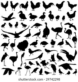 farm birds silhouettes big vector collection