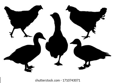 Farm birds silhouettes set on white background