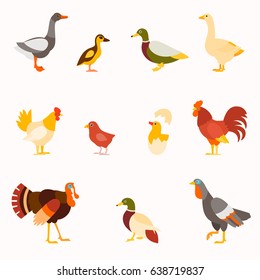 Farm birds vector set in flat style design. Poultry birds: duck, rooster, chick, goose,hen, turkey.