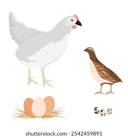 Aves de fazenda galinha branca galinha e codorna isolados em fundo branco. Ilustração vetorial