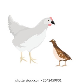 Aves de fazenda galinha branca galinha e codorna isolados em fundo branco. Ilustração vetorial