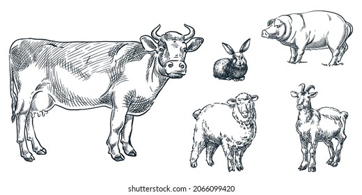 Farm cattle animals set, vector sketch illustration. Livestock hand drawn design elements. Cow, sheep, pig, goat, rabbit icons