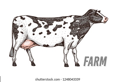 Farm cattle bull or cow. natural milk and meat. Different breeds of Farm domestic animal. Engraved hand drawn monochrome sketch. Vintage line art.