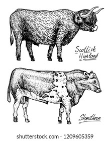 Farm cattle bulls and cows. Different breeds of domestic animals. Engraved hand drawn monochrome sketch. Vintage line art.