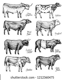 21,922 Cow Line Art Images, Stock Photos & Vectors 