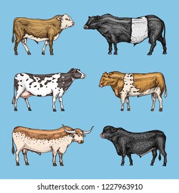 Farm cattle bulls and cows. Different breeds of domestic animals. Engraved hand drawn monochrome sketch. Vintage line art.