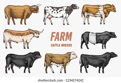 Farm cattle bulls and cows. Different breeds of domestic animals. Engraved hand drawn monochrome sketch. Vintage line art.