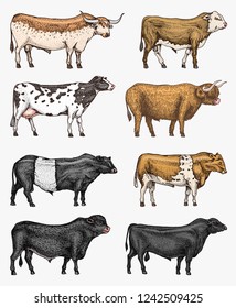 Farm cattle bulls and cows. Different breeds of domestic animals. Engraved hand drawn monochrome sketch. Vintage line art.