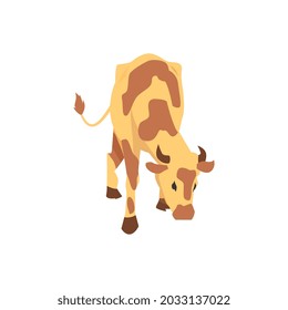 Farm Cattle Cow Guernsey Breed For Production Beef And Dairy Products From Milk. Flat Cartoon Vector Illustration For Concept Of Breeding Animal, Agriculture Or Natural Food.