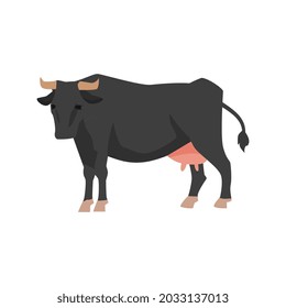 Farm cattle cow for production beef and dairy products from milk. Flat cartoon vector isolated illustration for concept of breeding livestock animal, agriculture or natural food.