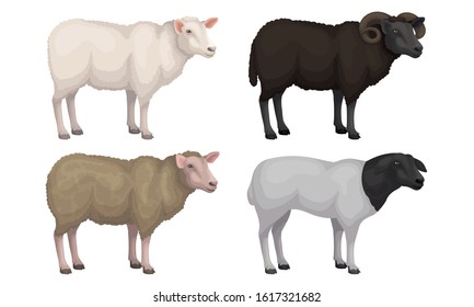 Farm Cattle with Hornes and Wooly Coat Vector Set