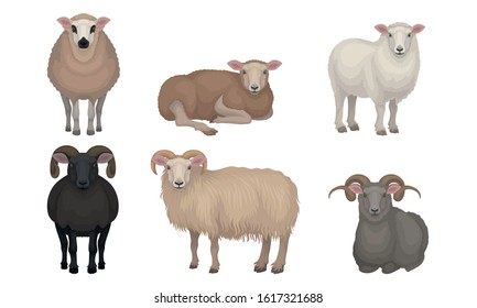 Farm Cattle with Hornes and Wooly Coat Vector Set