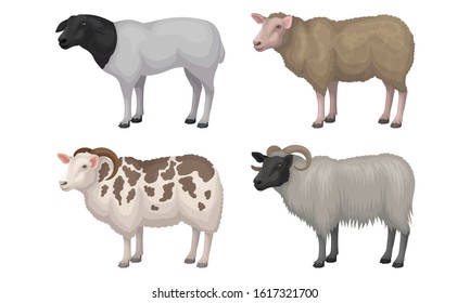 Farm Cattle with Hornes and Wooly Coat Vector Set