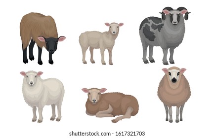 Farm Cattle with Hornes and Wooly Coat Vector Set