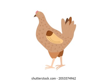  Farm chicken isolated on white background