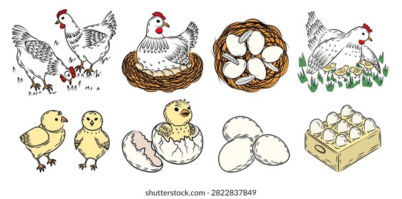 Farm Chicken Life Cycle Vector Set Hand drawn vector set of white hens, cute yellow baby chicks, nests with eggs, a chick hatching from a cracked shell, crate box filled with fresh white chicken eggs.