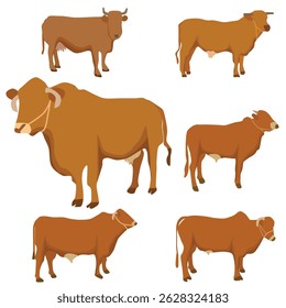 farm cow colection for education
