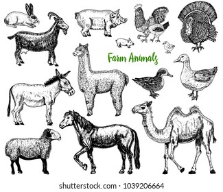 Farm Cute Animal big set. Vector illustration. Camel, horse, goat, pig, donkey, mountain sheep, llama or alpaca, turkey, cock. village pets. engraved sketch, hand drawn vintage style.