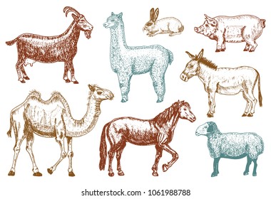 Farm Cute Animal big set. Vector illustration. Camel, horse, goat, pig, donkey, mountain sheep, llama or alpaca, turkey, cock. village pets. engraved sketch, hand drawn vintage style.